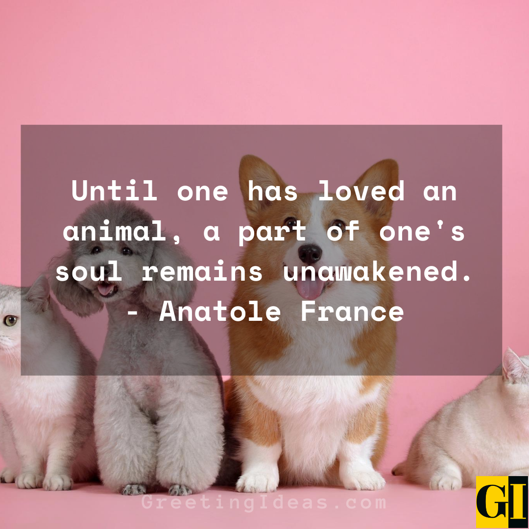 15 Cute and Best Animal Lover Quotes and Sayings 3