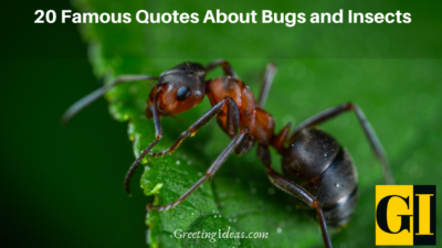 20+ Famous Quotes About Bugs and Insects