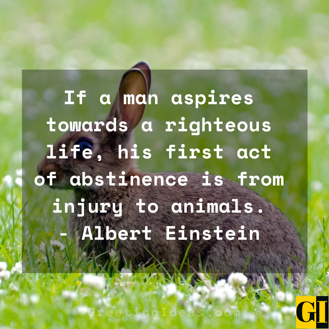 30 Powerful Animal Abuse Quotes and Sayings to Stop Cruelty