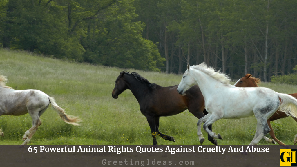 Animal Rights Quotes