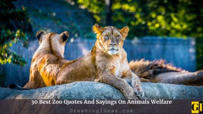 30 Best Zoo Quotes And Sayings On Animals Welfare