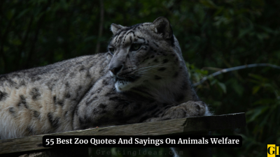 55 Best Zoo Quotes And Sayings On Animals Welfare