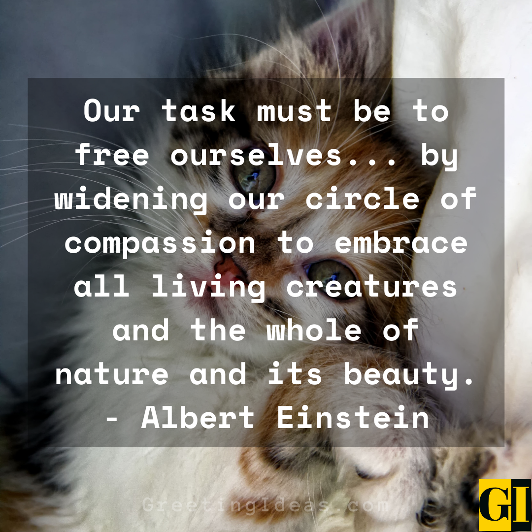 65-powerful-animal-rights-quotes-against-cruelty-and-abuse