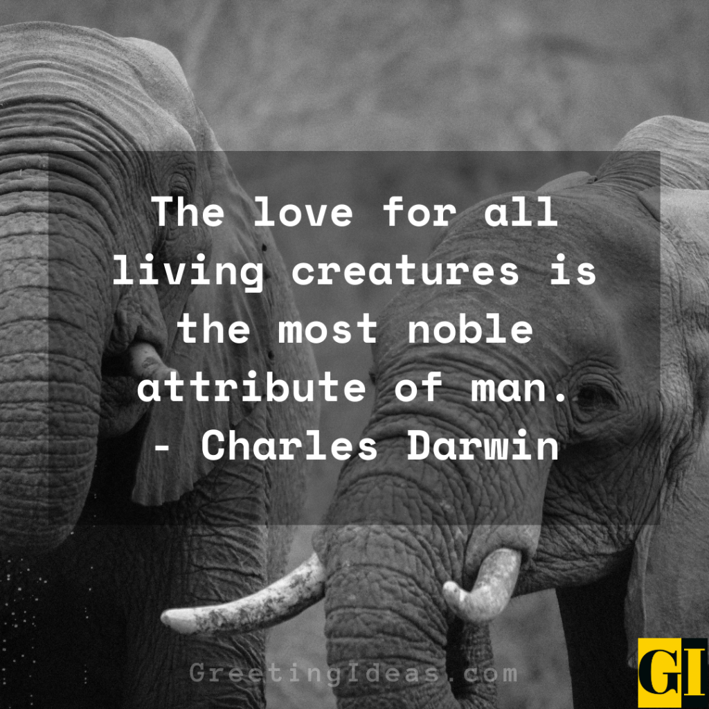 65 Powerful Animal Rights Quotes Against Cruelty And Abuse