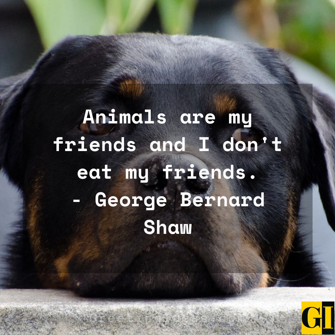 65 Powerful Animal Rights Quotes Against Cruelty and Abuse