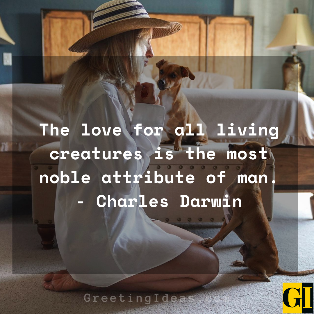 15 Cute And Best Animal Lover Quotes And Sayings 1 