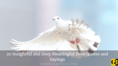 20 Insightful and Deep Meaningful Dove Quotes and Sayings
