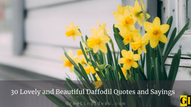 30 Lovely and Beautiful Daffodil Quotes and Sayings