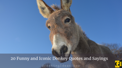 20 Funny and Iconic Donkey Quotes and Sayings