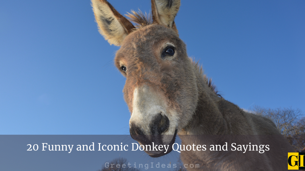 Quotes About Using Donkeys 27 Quotes