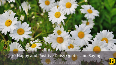 30 Happy and Positive Daisy Quotes and Sayings