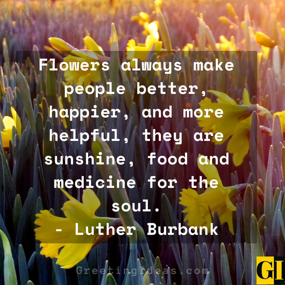 30 Lovely and Beautiful Daffodil Quotes and Sayings