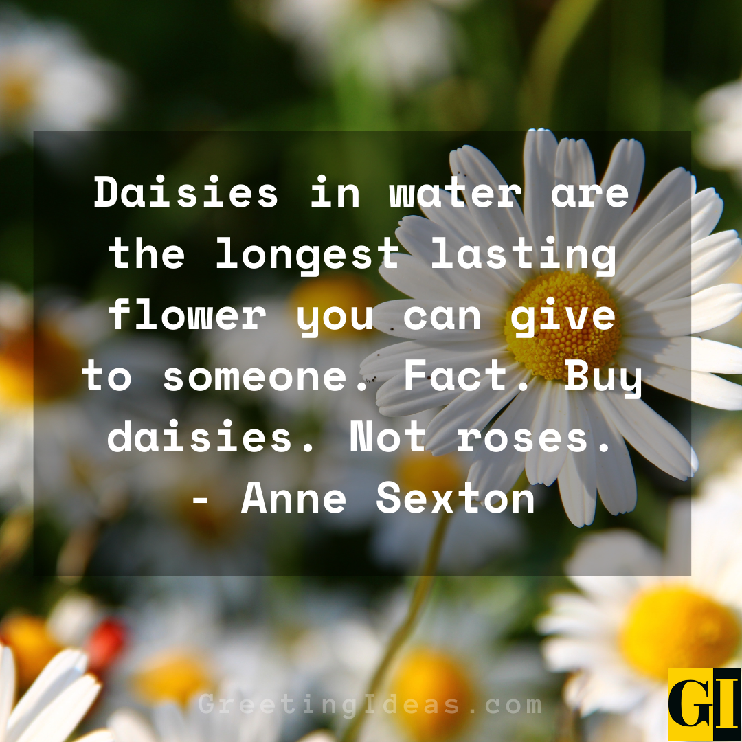 Daisy Quotes Greeting Ideas 3