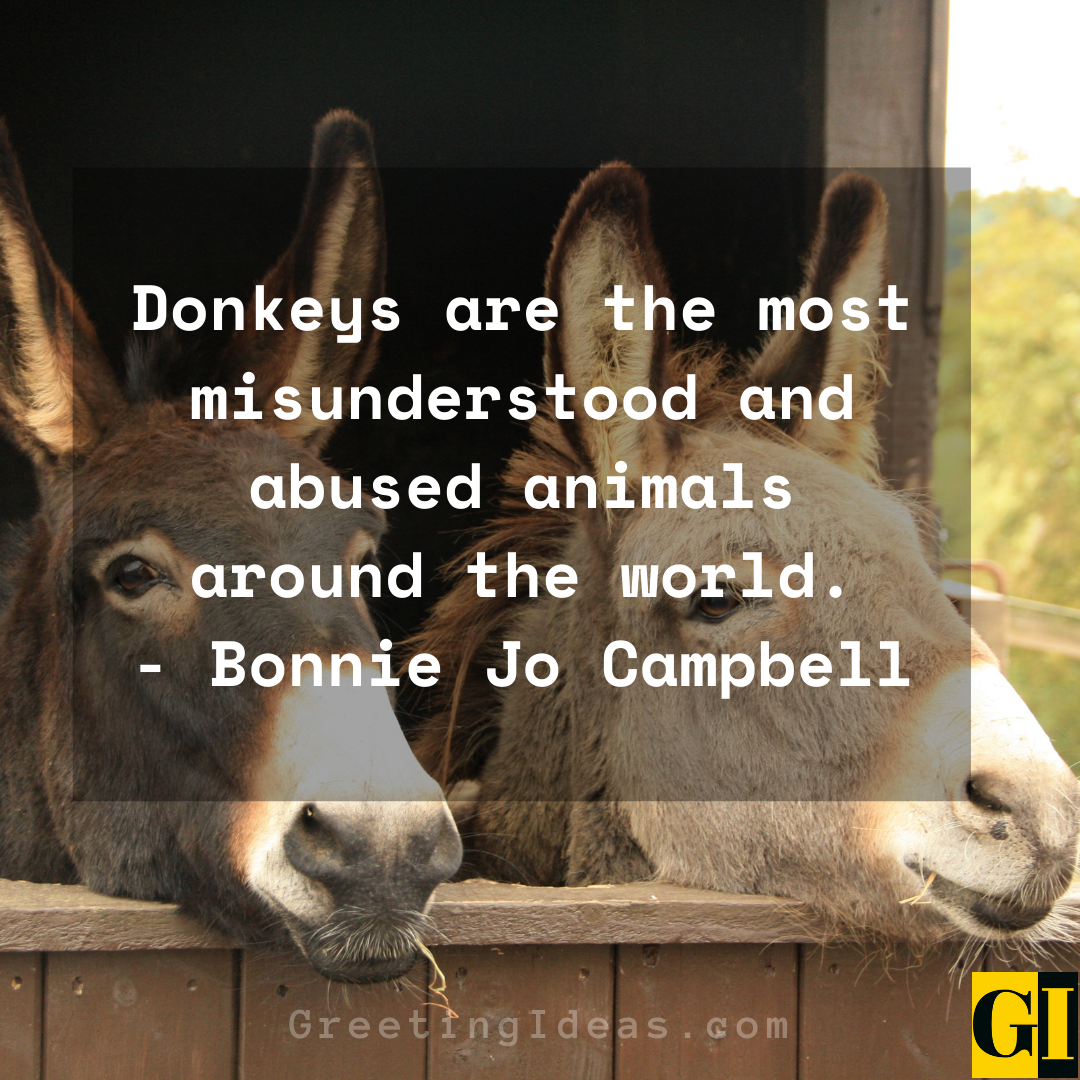 Donkey Quotes Greeting Ideas 4