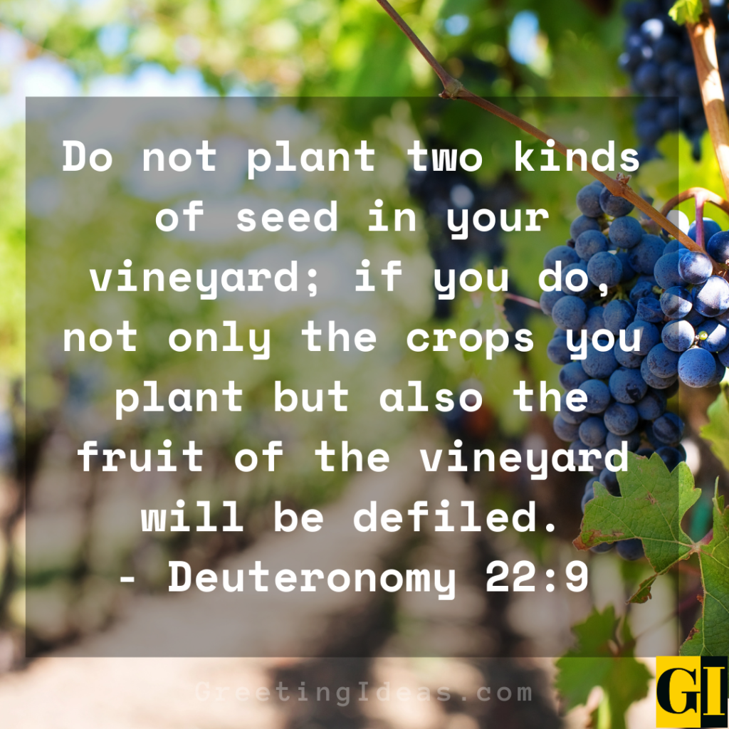 25 Inspiring Vineyard Quotes and Sayings for the Wine Lovers
