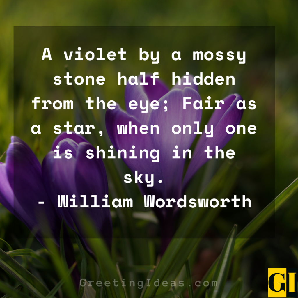 40 Best Love Violet Quotes, Sayings, and Phrases