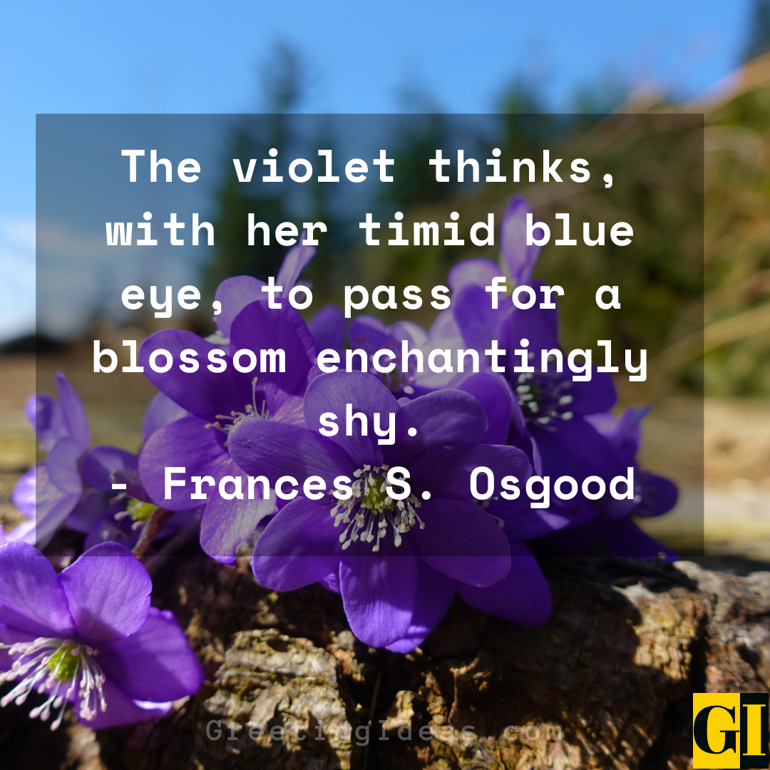 Violet Quotes Greeting Ideas 5