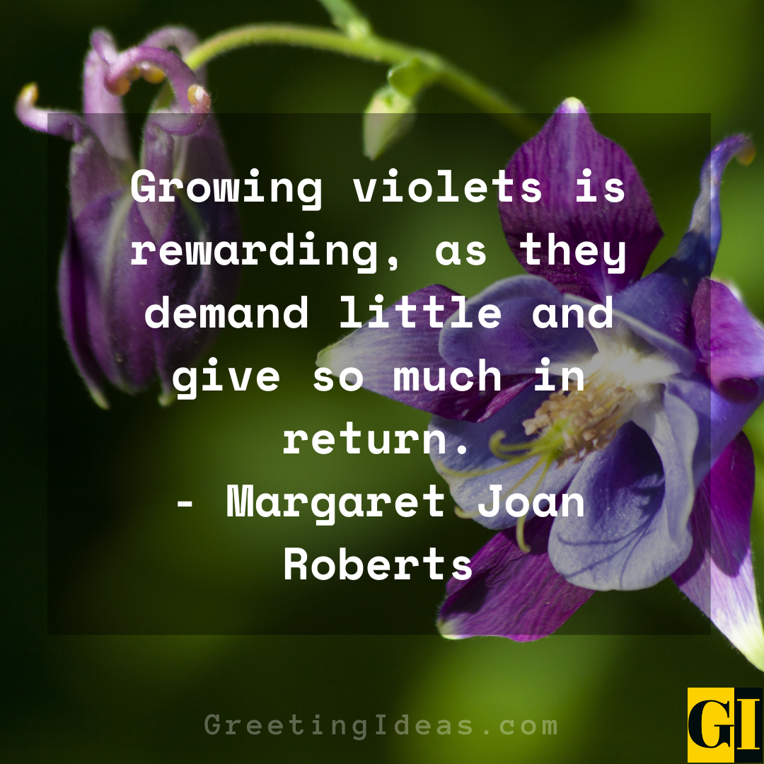Violet Quotes Greeting Ideas 8