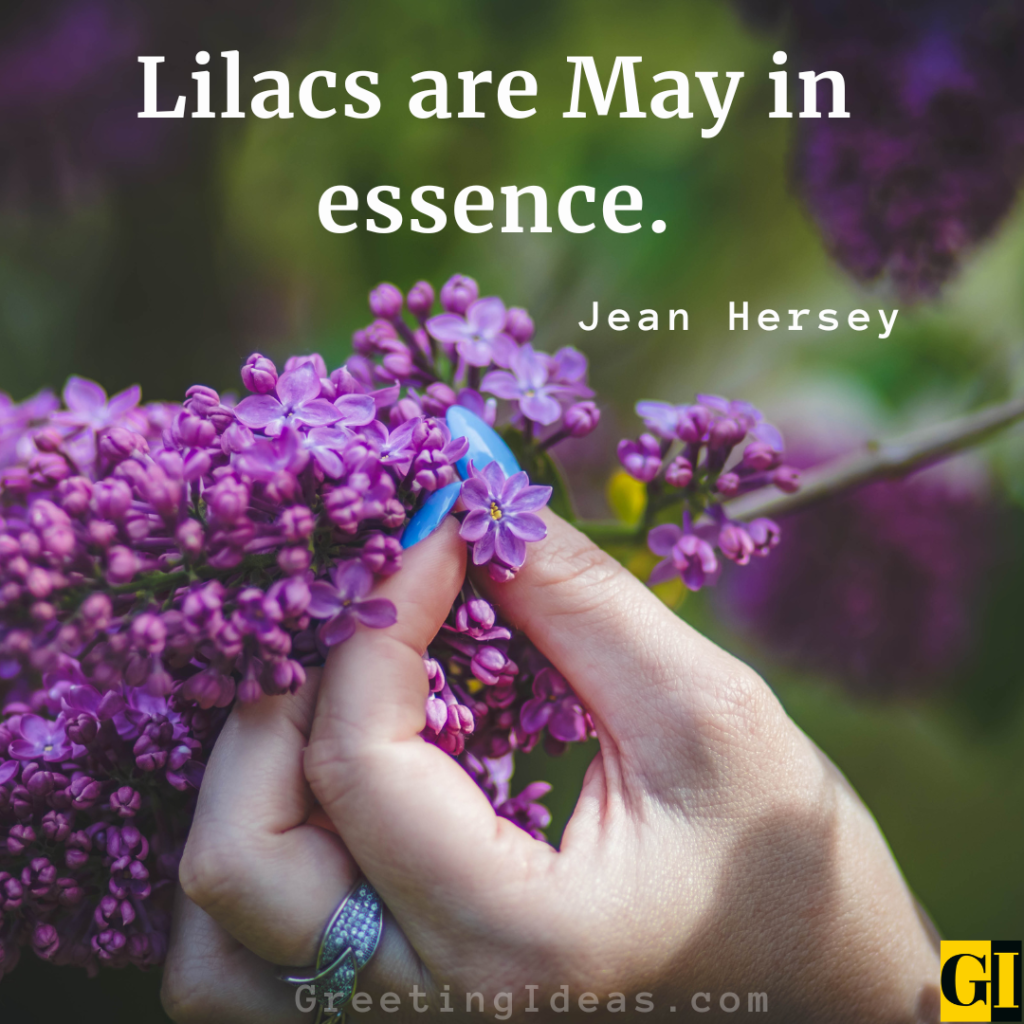 Lilac Quotes Images Greeting Ideas 2