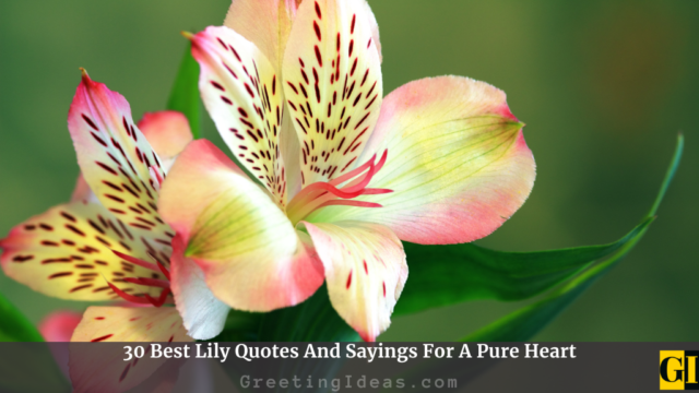 30 Best Lily Quotes And Sayings For A Pure Heart