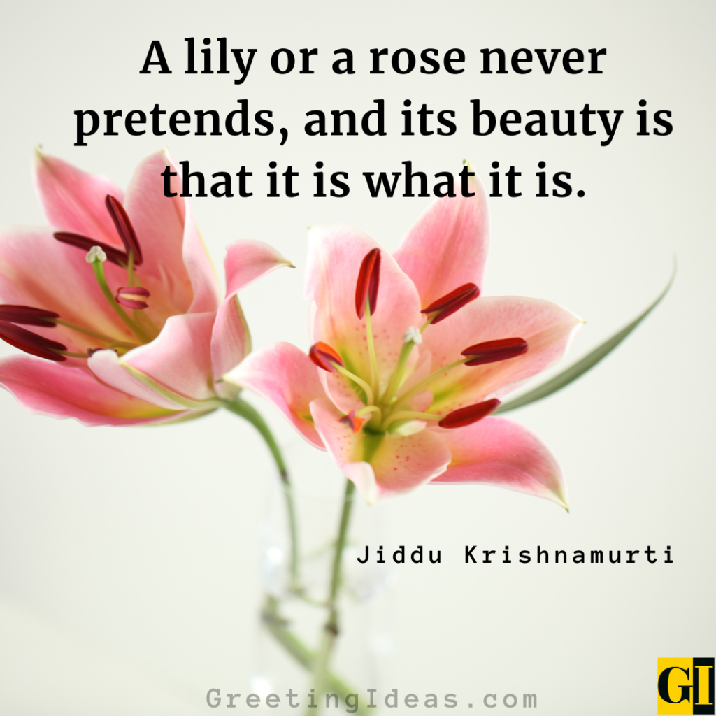 Lily Quotes Images Greeting Ideas 2