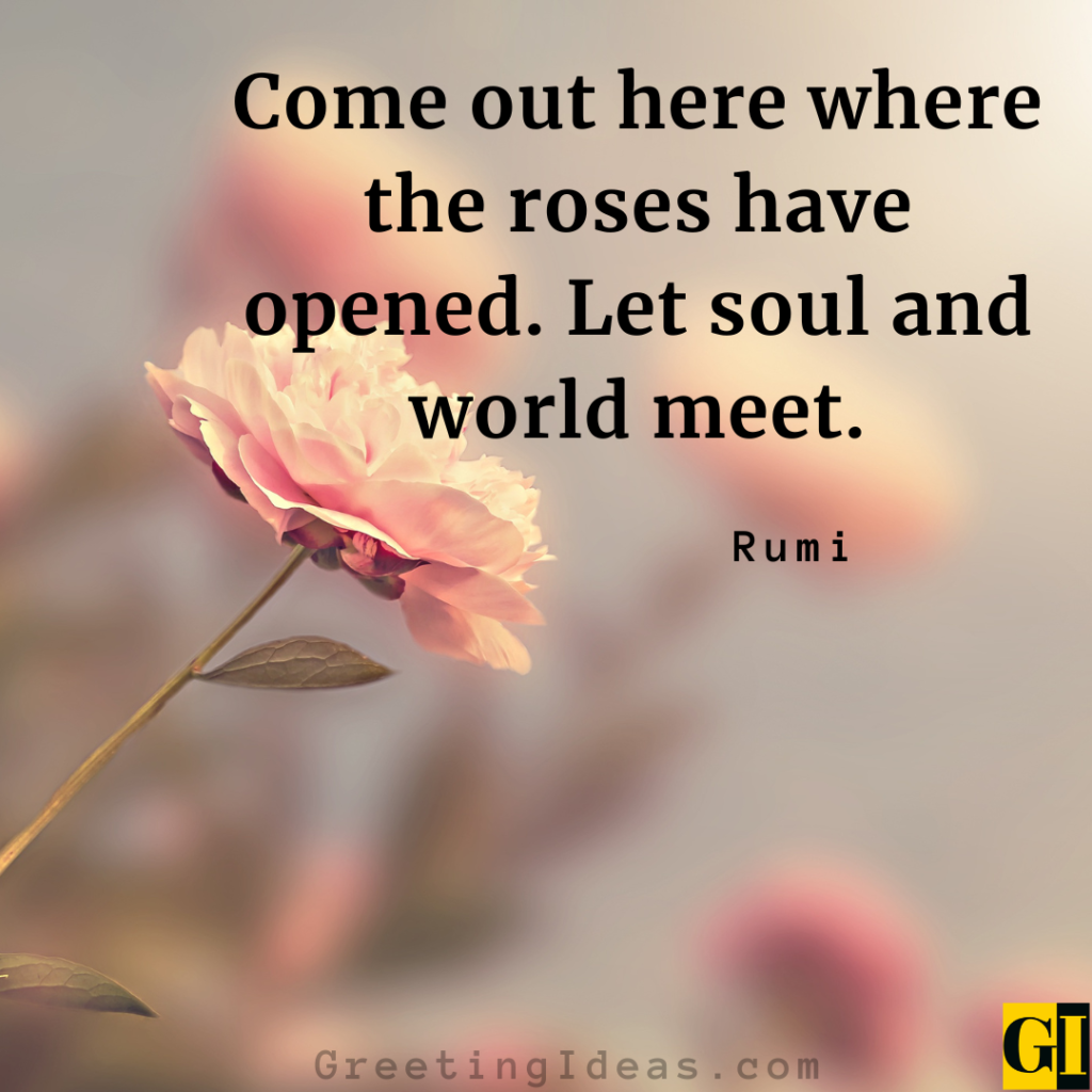 Roses Quotes Images Greeting Ideas 2