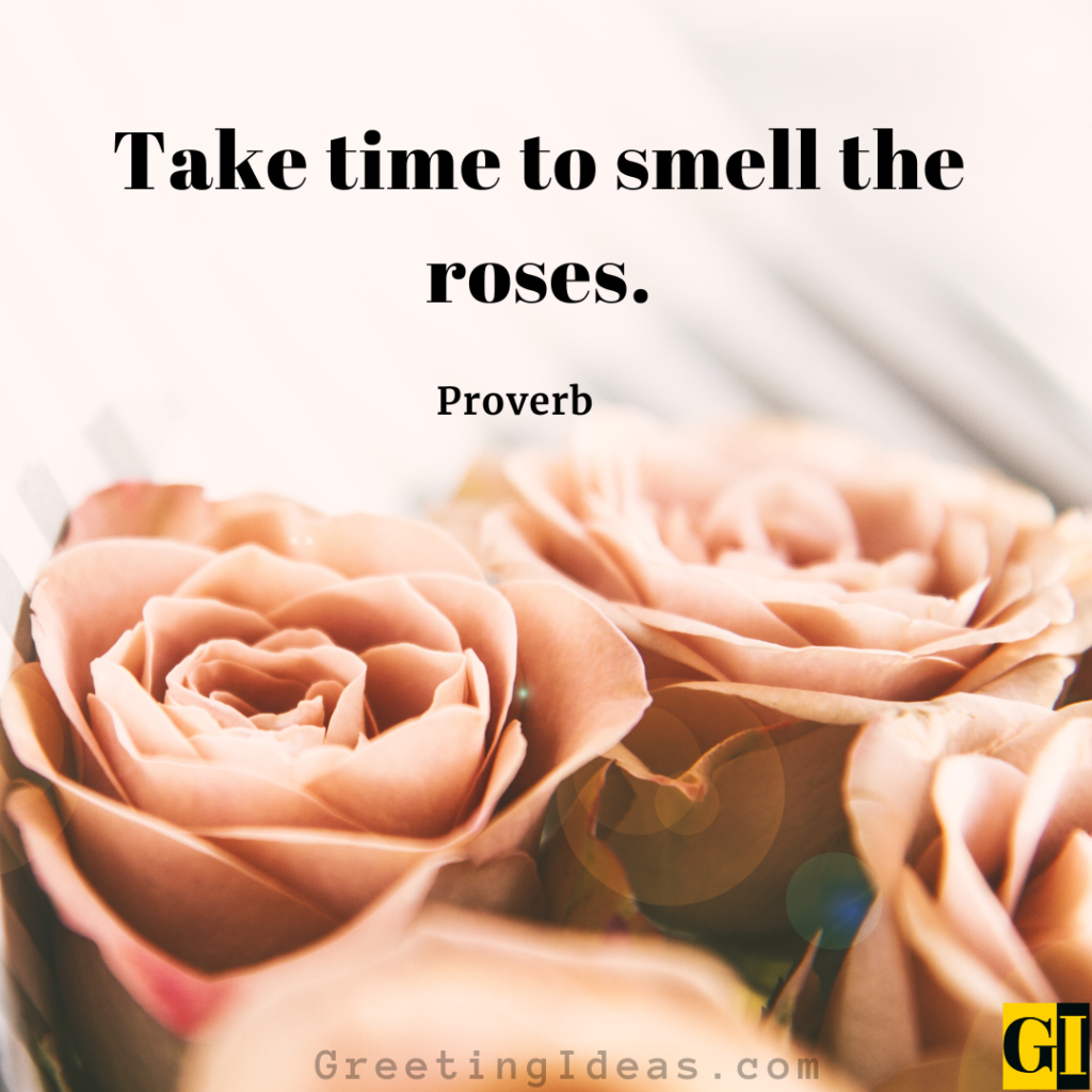 Roses Quotes Images Greeting Ideas 4