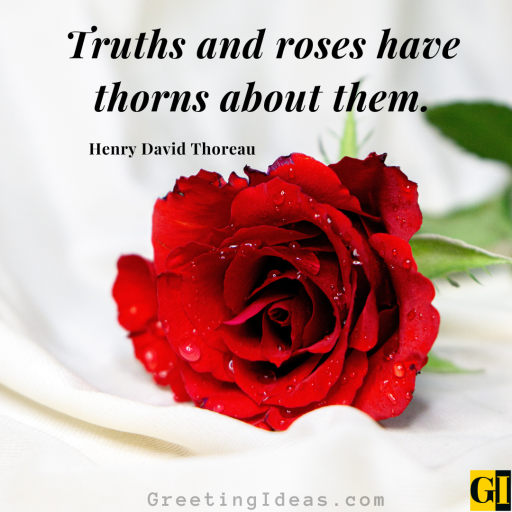 Roses Quotes Images Greeting Ideas 6