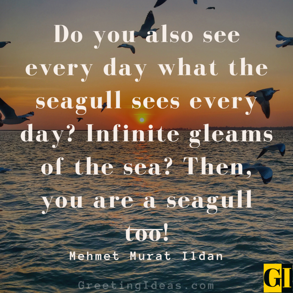 20-inspiring-seagull-quotes-and-saying-for-a-successful-life