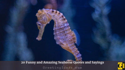 20 Funny and Amazing Seahorse Quotes and Sayings