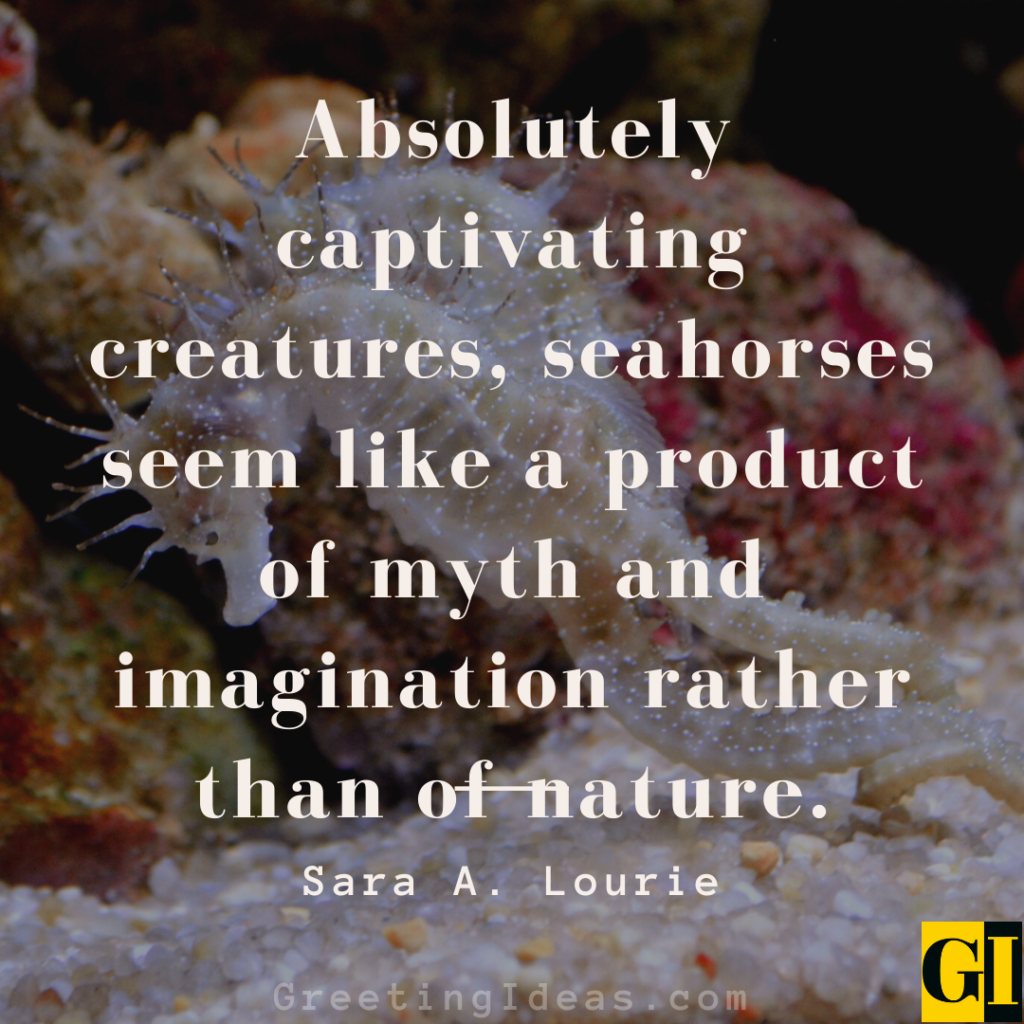 Seahorse Quotes Images Greeting Ideas 1