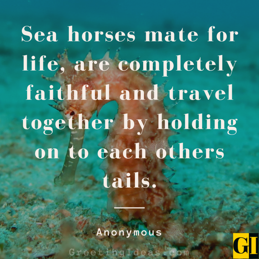 Seahorse Quotes Images Greeting Ideas 2