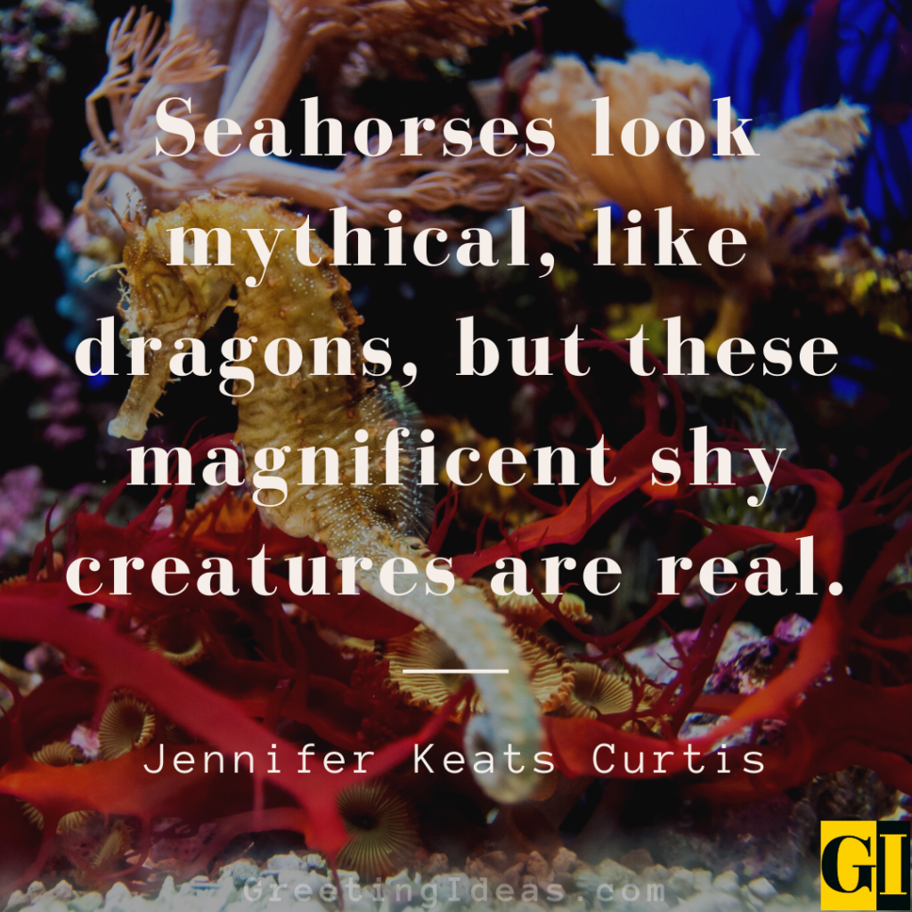 Seahorse Quotes Images Greeting Ideas 3
