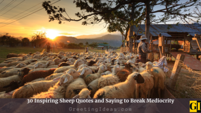 30 Inspiring Sheep Quotes and Saying to Break Mediocrity
