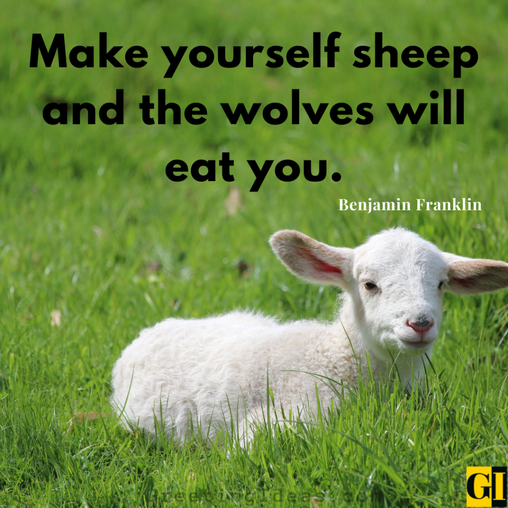 30 Inspiring Sheep Quotes and Saying to Break Mediocrity