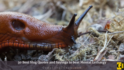 30 Best Slug Quotes and Sayings to beat Mental Lethargy