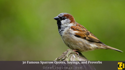 30 Famous Sparrow Quotes, Sayings, and Proverbs