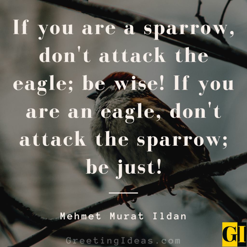 Sparrow Quotes Images Greeting Ideas 4