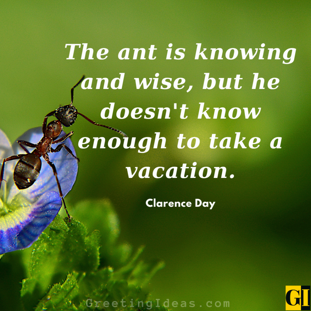 Ant Quotes Images Greeting Ideas 1