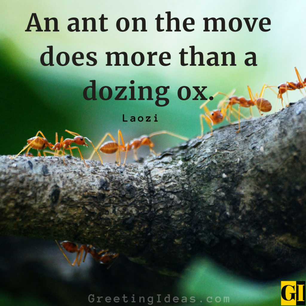 Ant Quotes Images Greeting Ideas 2