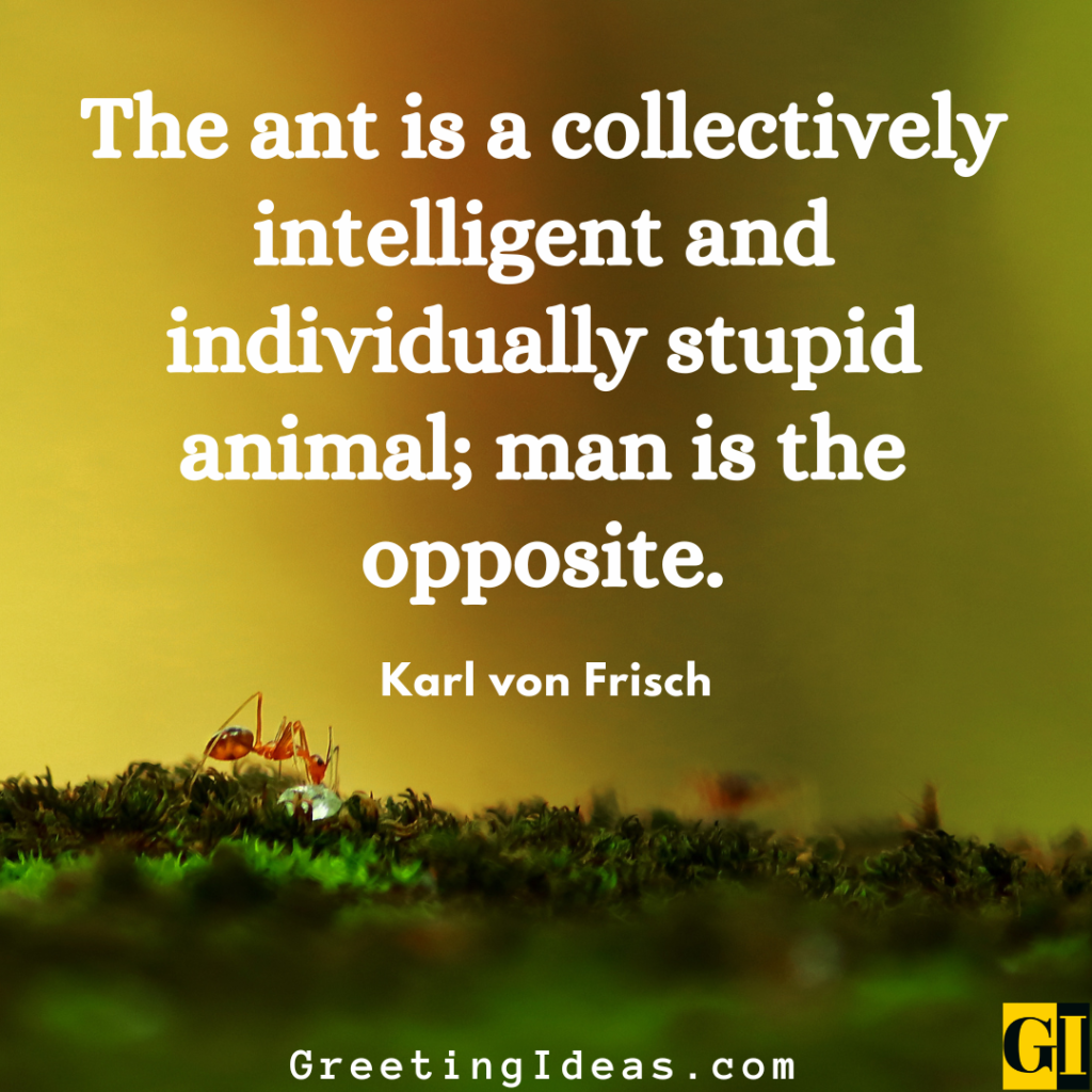 Ant Quotes Images Greeting Ideas 3