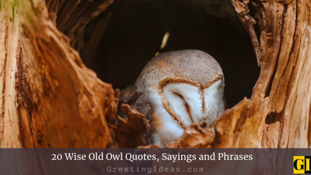 20 Wise Old Owl Quotes, Sayings and Phrases