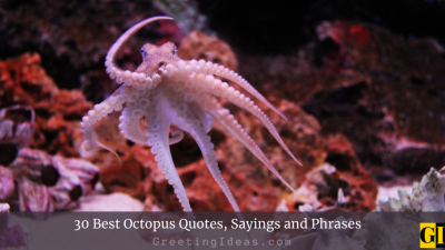30 Best Octopus Quotes, Sayings and Phrases