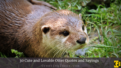 30 Cute and Lovable Otter Quotes and Sayings