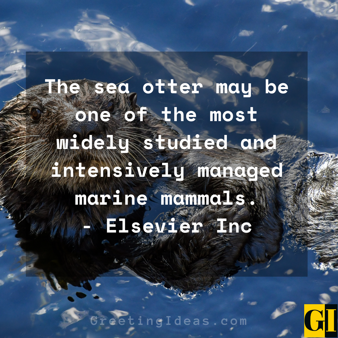 Otter Quotes Greeting Ideas 1