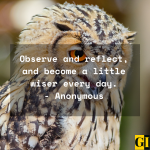 20 Wise Old Owl Quotes, Sayings and Phrases