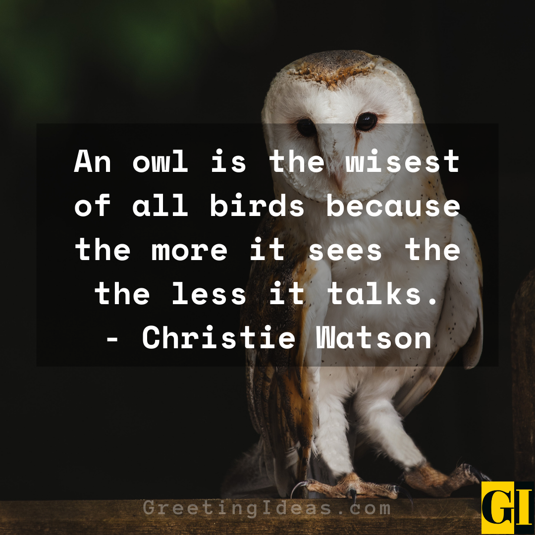 20 Wise Old Owl Quotes, Sayings and Phrases