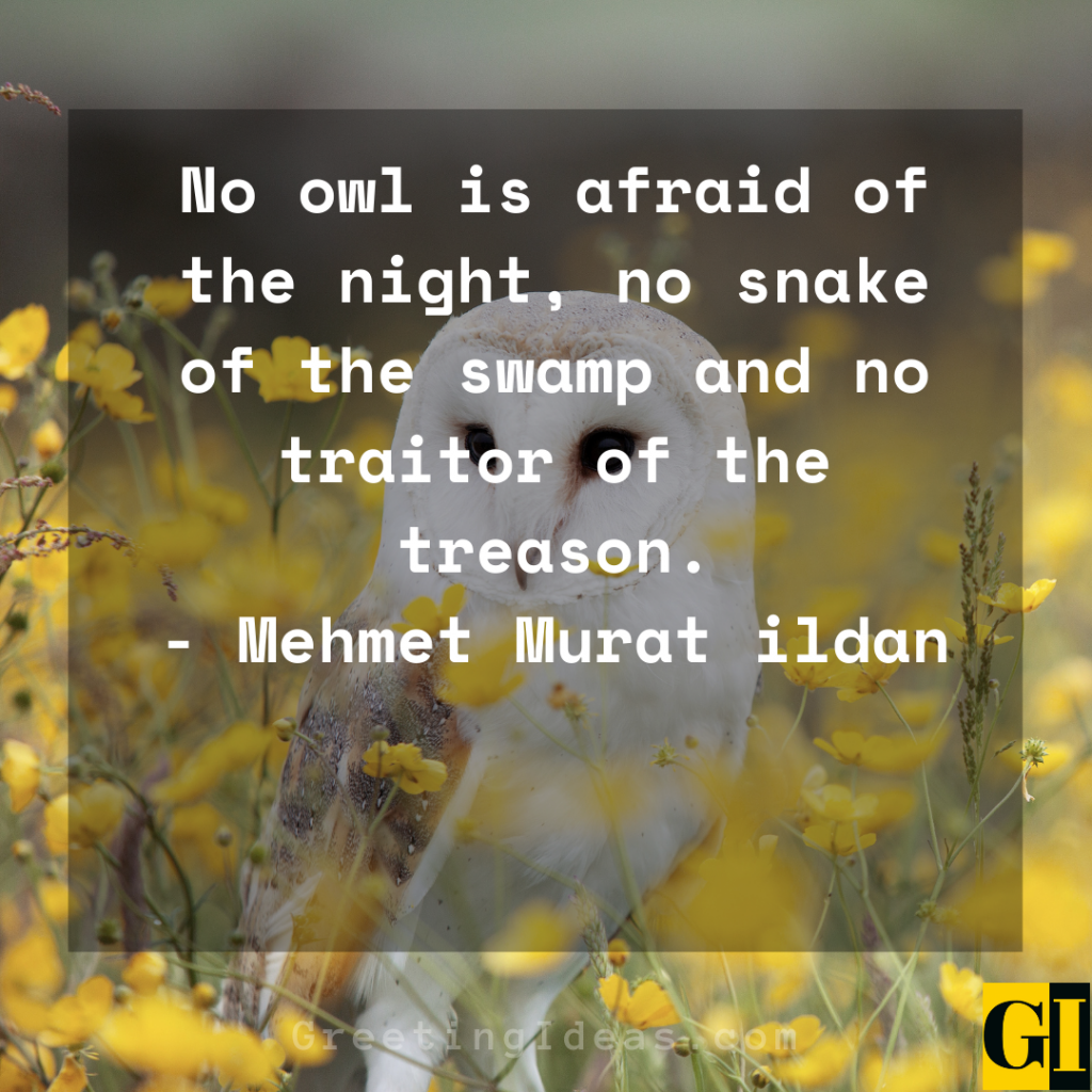 20 Wise Old Owl Quotes, Sayings and Phrases