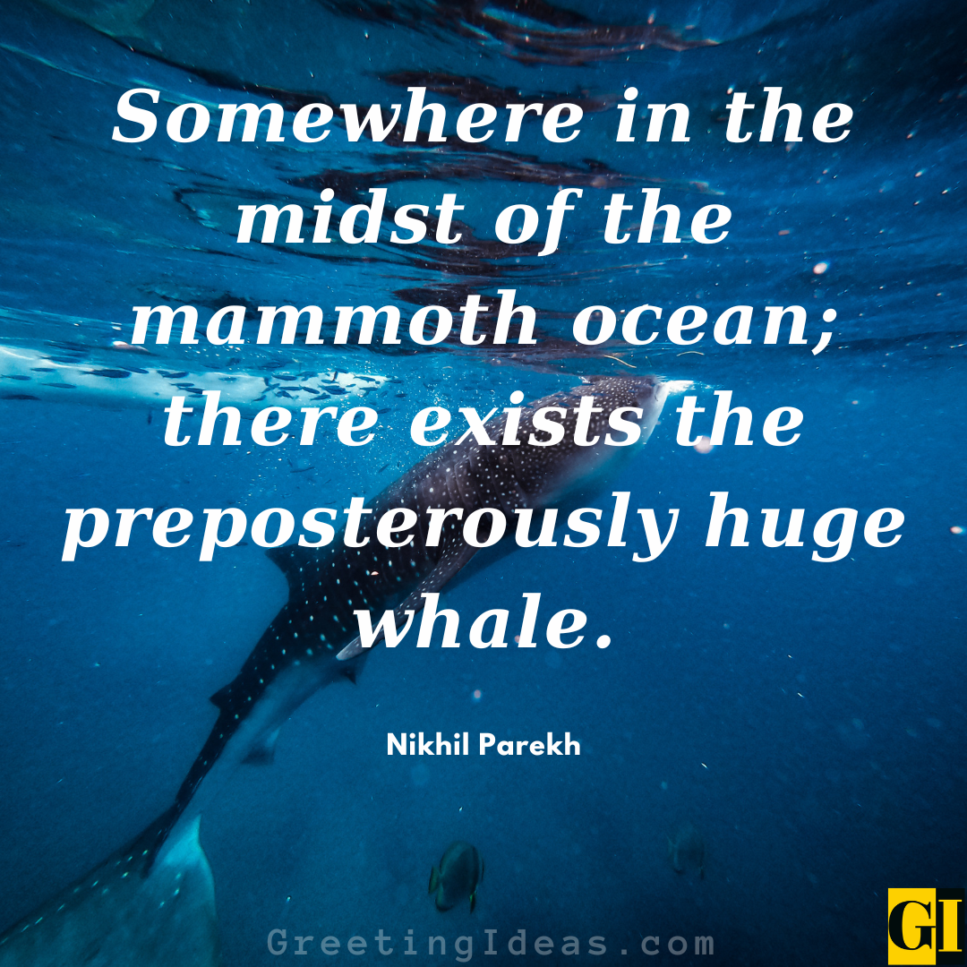 30 Inspiring Whale Quotes and Sayings