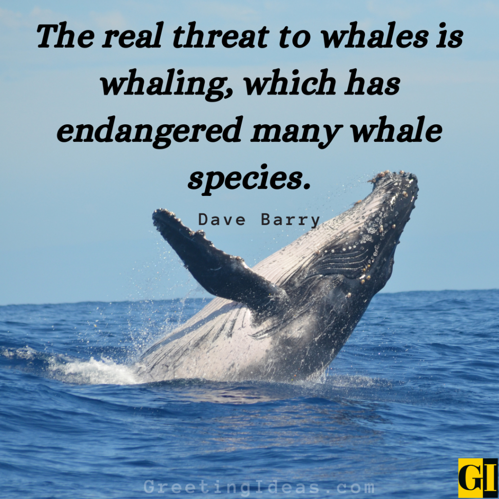 Whale Quotes Images Greeting Ideas 2